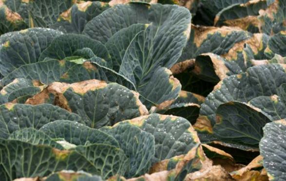 Typical field symptoms of black rot in a winter cabbage crop - yellow V-shaped lesions